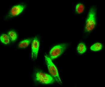 Lamin B1 antibody