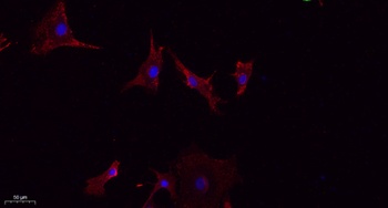 LATS1/2 rabbit pAb