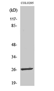 LDOC1L antibody