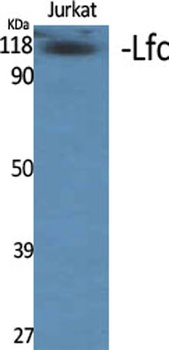 Lfc antibody