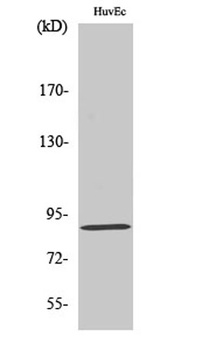 LGR6 antibody