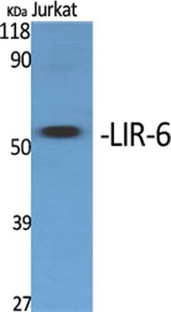 LIR-6 rabbit pAb
