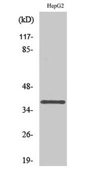 L-type Ca++ CP gamma 7 antibody