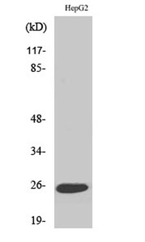 LT-beta antibody