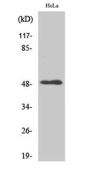 LTbetaR antibody