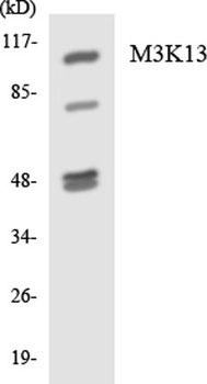 LZK antibody