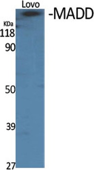 MADD antibody