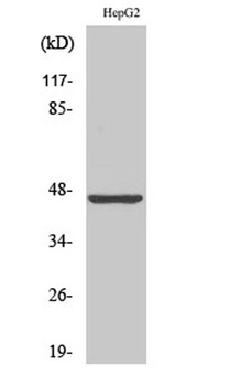 MAGE-1 antibody
