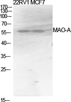 MAO-A antibody