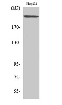 MAST205 antibody