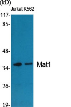 Mat1 antibody