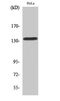 MaxiK alpha antibody