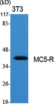 MC5-R antibody