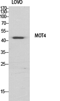 MCT4 antibody