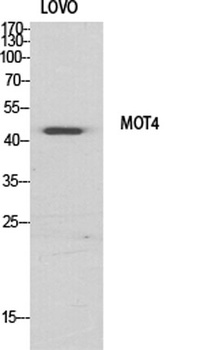 MCT4 rabbit pAb