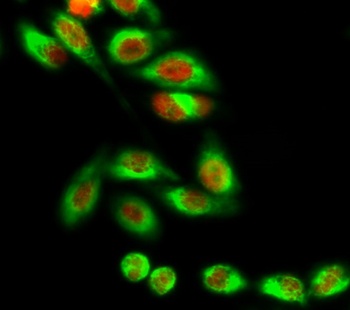 MDM2 antibody