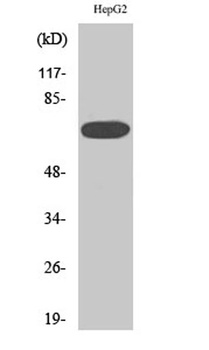 MEK Kinase-3 rabbit pAb