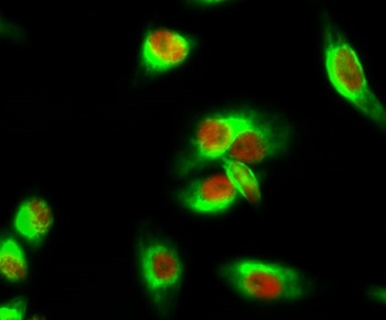 MEK-1/2 antibody