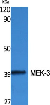 MEK-3 antibody