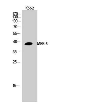 MEK-3 rabbit pAb Antibody