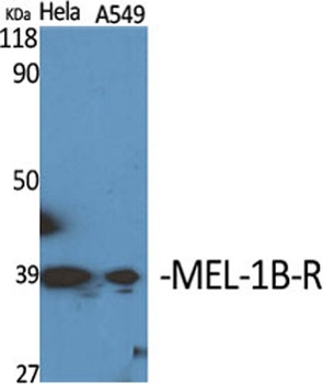 MEL-1B-R antibody