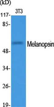 Melanopsin antibody