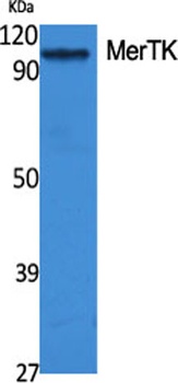 MerTK antibody