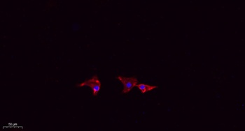 Mfn2 antibody