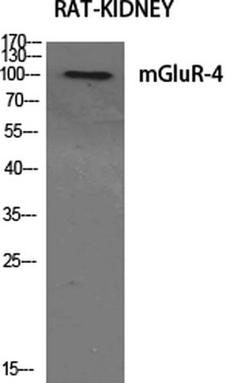 mGluR-4 rabbit pAb