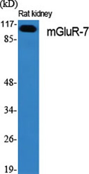 mGluR-7 antibody