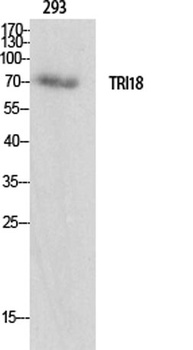 Midline-1 rabbit pAb