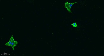 MIF antibody