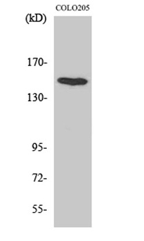 MINK1 antibody