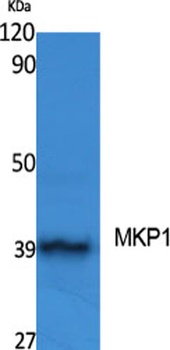MKP-1 rabbit pAb