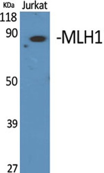 MLH1 rabbit pAb