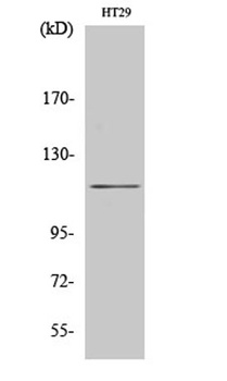 MLK4 antibody