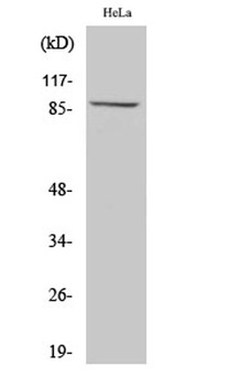 MLTK antibody