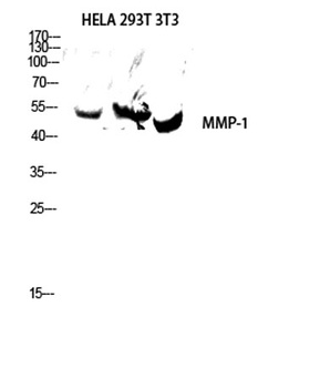 MMP-1 antibody
