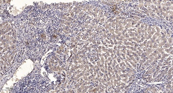 MN1 rabbit pAb Antibody