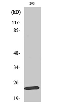 Mob1A antibody