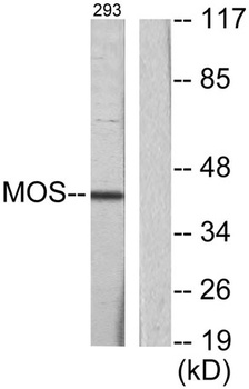 Mos rabbit pAb Antibody
