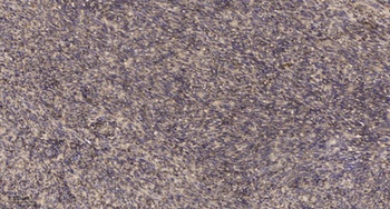 Mos rabbit pAb Antibody