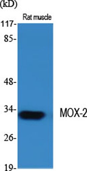 MOX-2 antibody