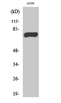 MPP9 rabbit pAb