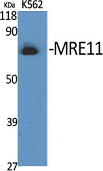 MRE11 rabbit pAb