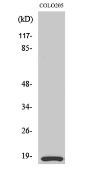 MRLC2 antibody