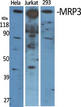 MRP3 antibody