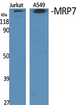 MRP7 antibody