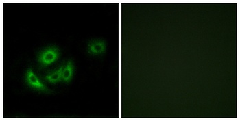 MRP-L11 rabbit pAb