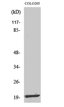 MRP-L12 antibody